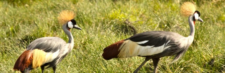 Malawi Safari Offers Deals Wildlife Holidays 2019 2020 Chalo Africa