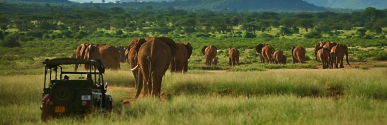 Elephant Watch Portfolio