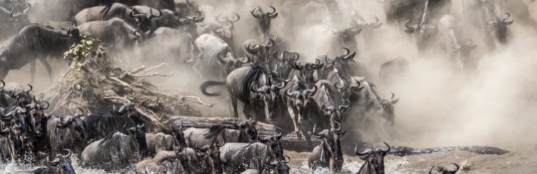 Porini Migration 5