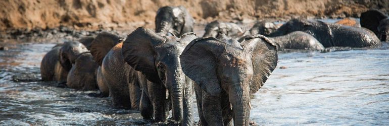 Sheldrick Wildlife Trust Elephants