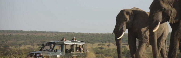 Elephants On Game Drive