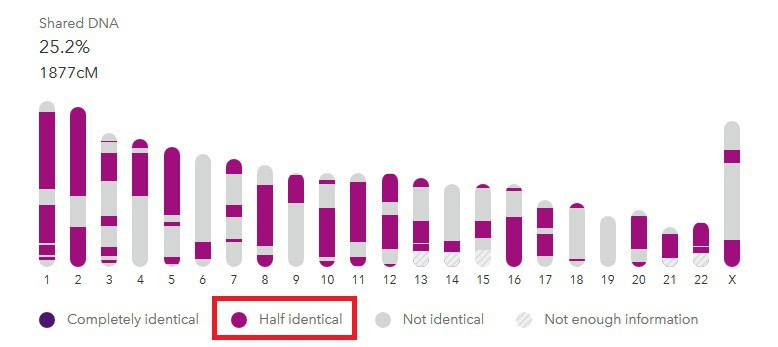 An aunt and niece, sharing 1877 cMs, have only half-identical segments in common on 23andMe results. Light purple and dark purple illustrate the difference in segments.