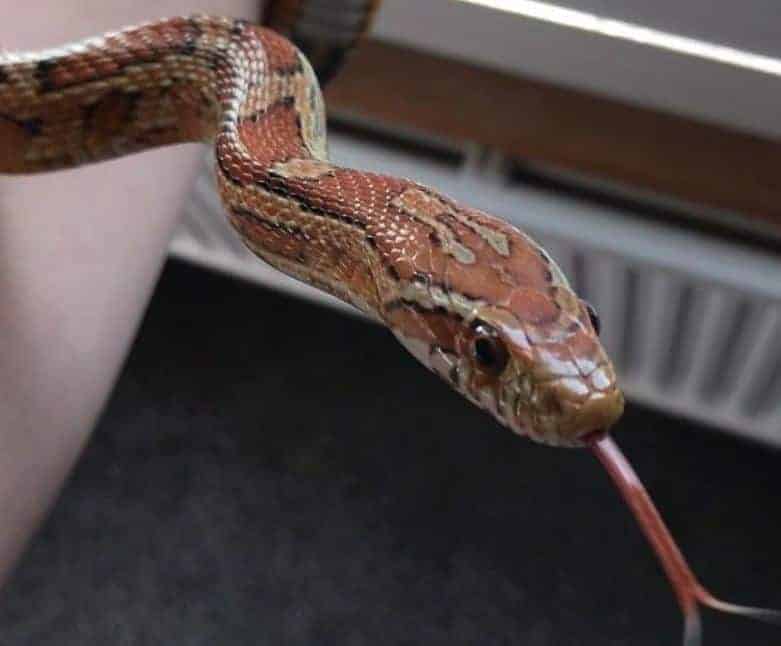 cute corn snake with forked tongue out