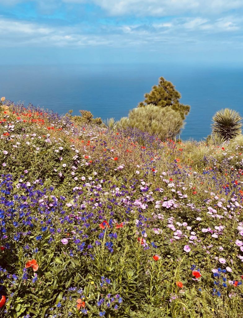 Canarie La Palma Fioriture