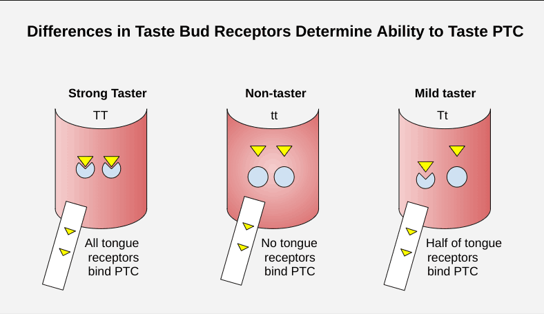 Are you able to taste PTC