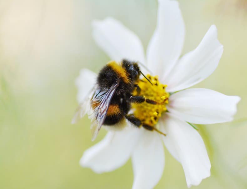 close up of a bee on a while flower with blurred background
