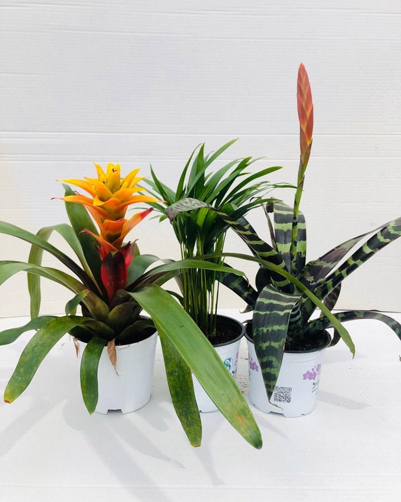 חבילת "השלישיה"