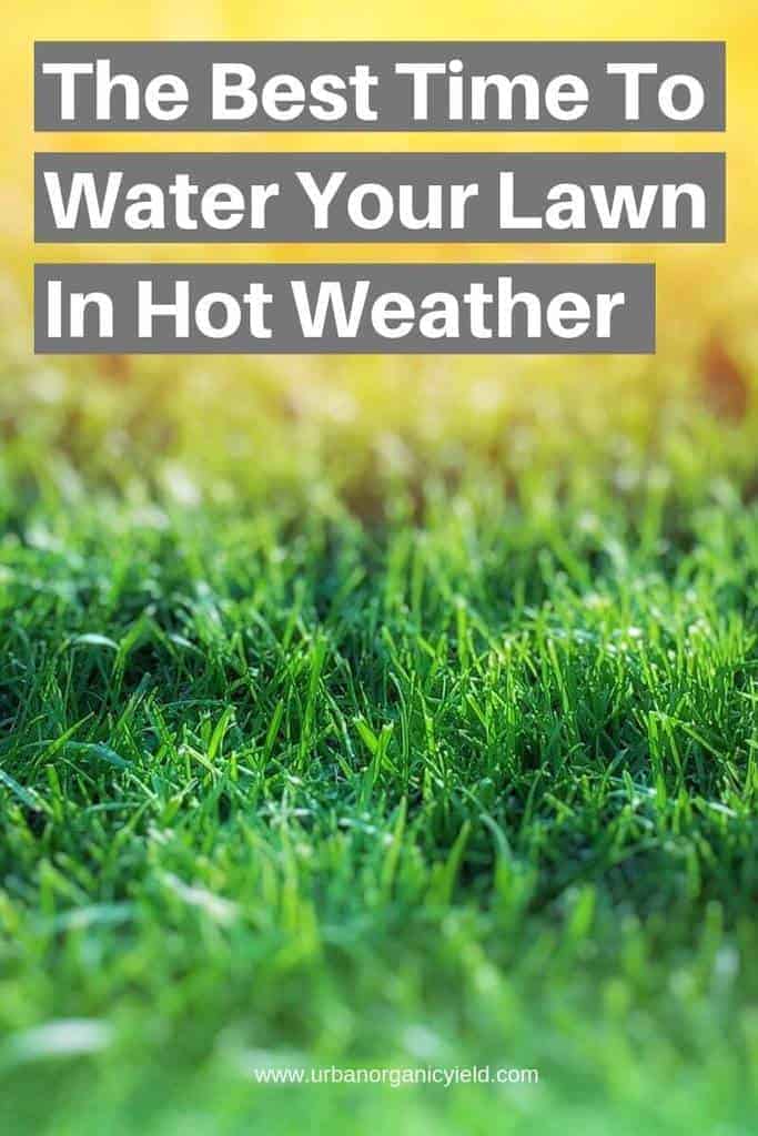 When Is The Best Time To Water Your Lawn In Hot Weather To Keep Grass Green (1) When Is The Best Time To Water Your Lawn In Hot Weather To Keep Grass Green (1)