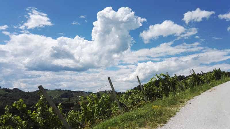 Weingarten an der Straße in Slowenien