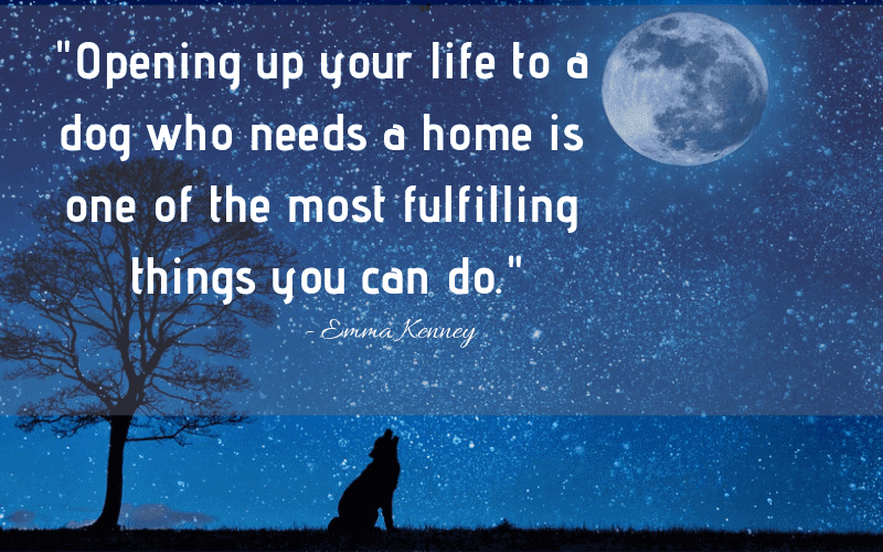 "Opening up your life to a dog who needs a home is one of the most fulfilling things you can do." - 30 Inspiring Dog Quotes That Will Surely Melt Your Heart