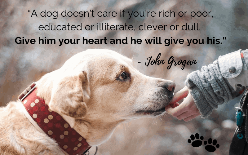 “A dog doesn’t care if you’re rich or poor, educated or illiterate, clever or dull. Give him your heart and he will give you his.” - 30 Inspiring Dog Quotes That Will Surely Melt Your Heart