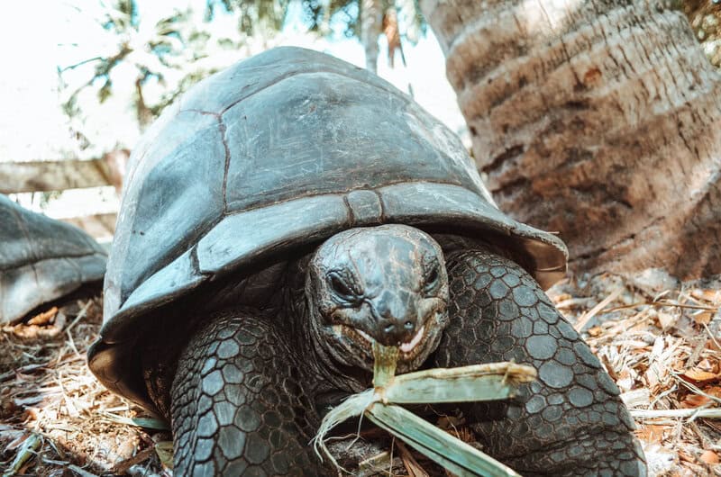 DSC_0284-min Schildkröte auf den Seychellen