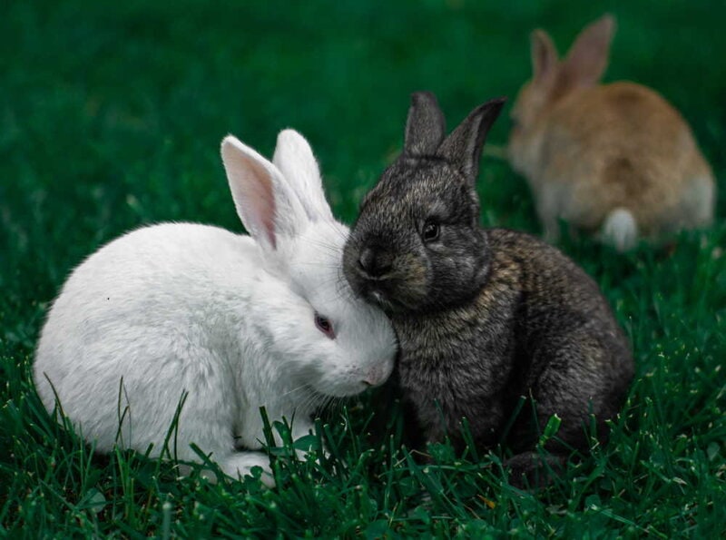 Three rabbits, one is going in a different direction. Photo by Andriyko Podilnyk on Unsplash