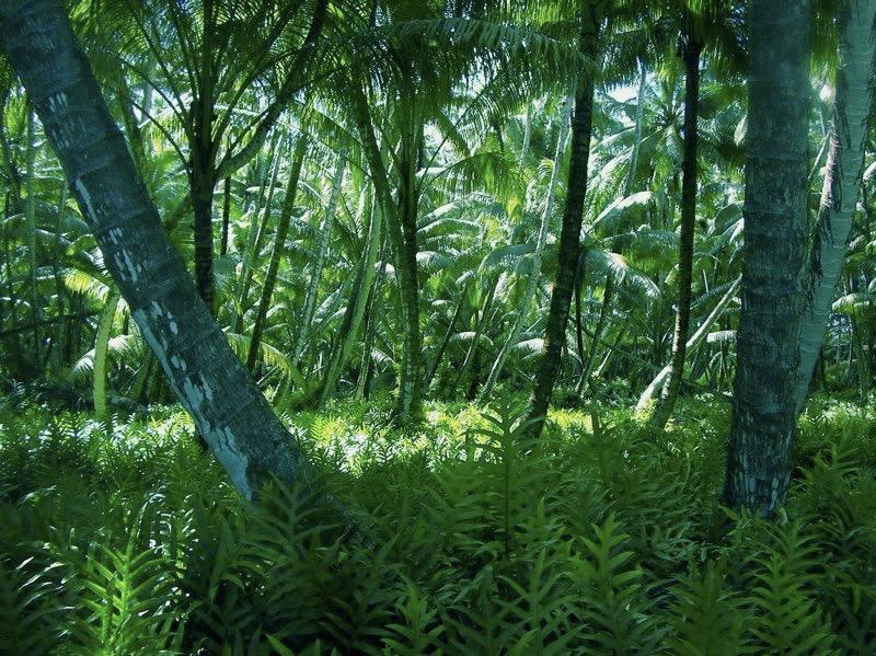 A view of the forest on Palmyra Atoll, a tropical reef island in the Pacific. Photo: Kevin Lafferty, USGS Western Ecological Research Center. Public domain.