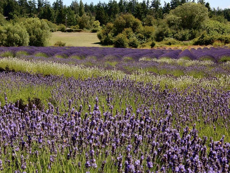 lavender fields on San Juan Island