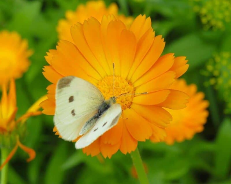 A calendula flower