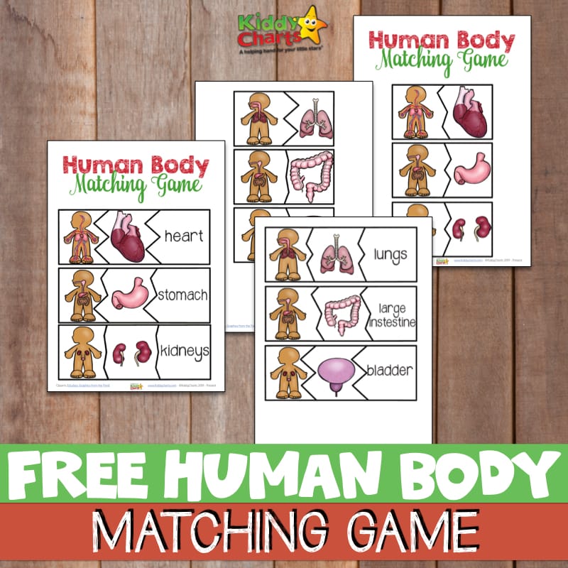 Human body matching game - examples sheets for you for STEM learning.