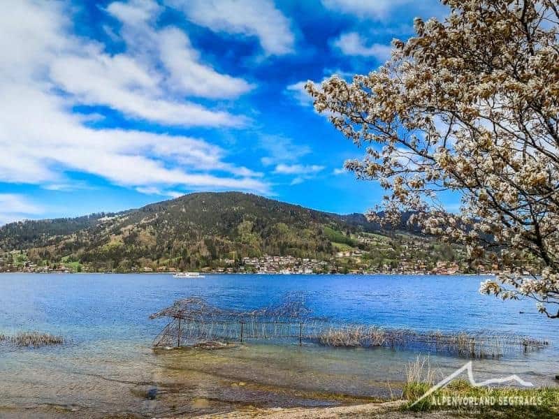 blauer Himmel am Tegernsee mit bluehendem Baum