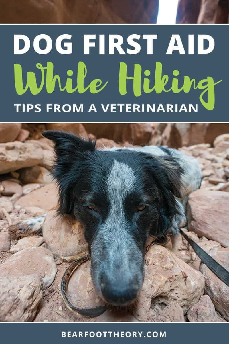 Want to hike with your dog? Learn the basics of dog first aid when you're out on the wilderness with these expert tips from veterinarian Nancy East. Learn symptoms and treatment of insect bites, sprains, ticks, snake bites, heat exhaustion and more for dogs, plus how to make a simple dog first aid kit for hiking.