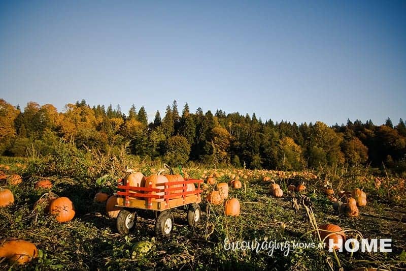 Pumpkins in field.