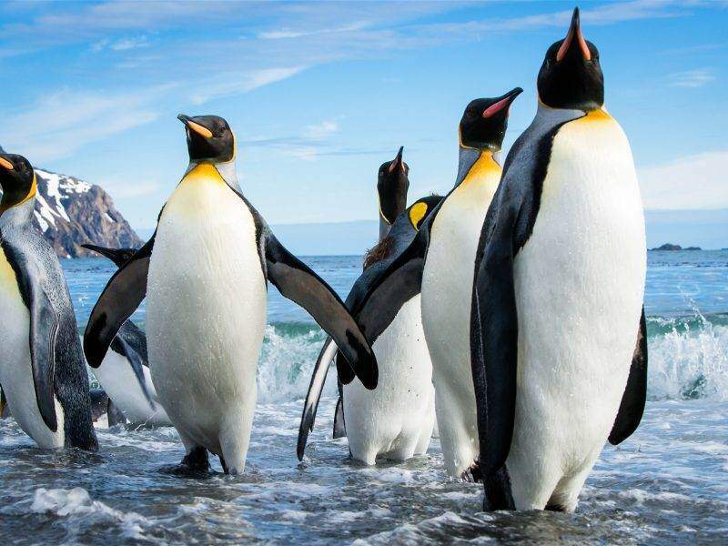 Discover Antarctica - FlightGurus.com 23897813 800x600 1