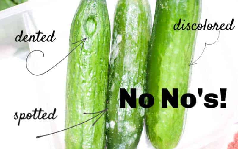 when you are pickling cucumbers, here are things to look for in your cucumbers