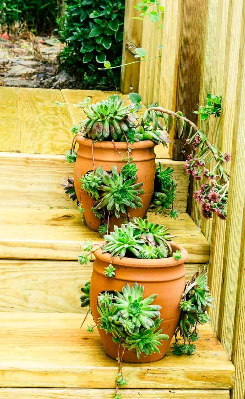 HowTo Plant and Grow Hens and Chicks The HowTo Home