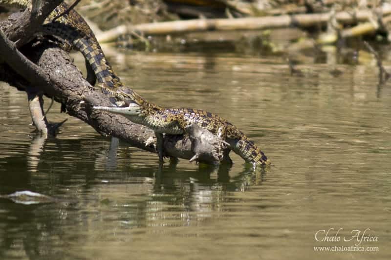 Baby Nile Crocodile, Kazinga Channel, Uganda