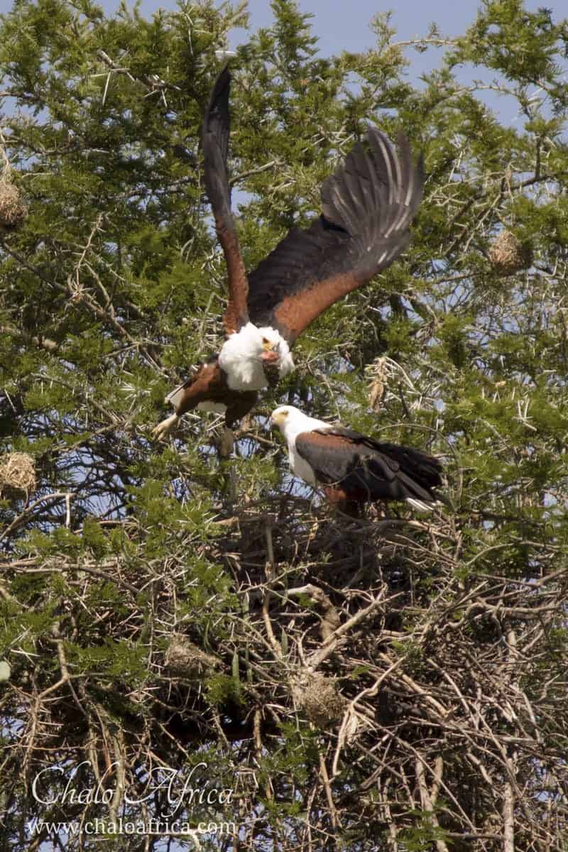 Fish eagle