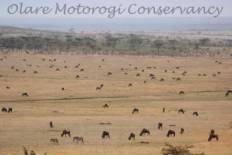 Olare Motorogi Loita Herds Giving birth