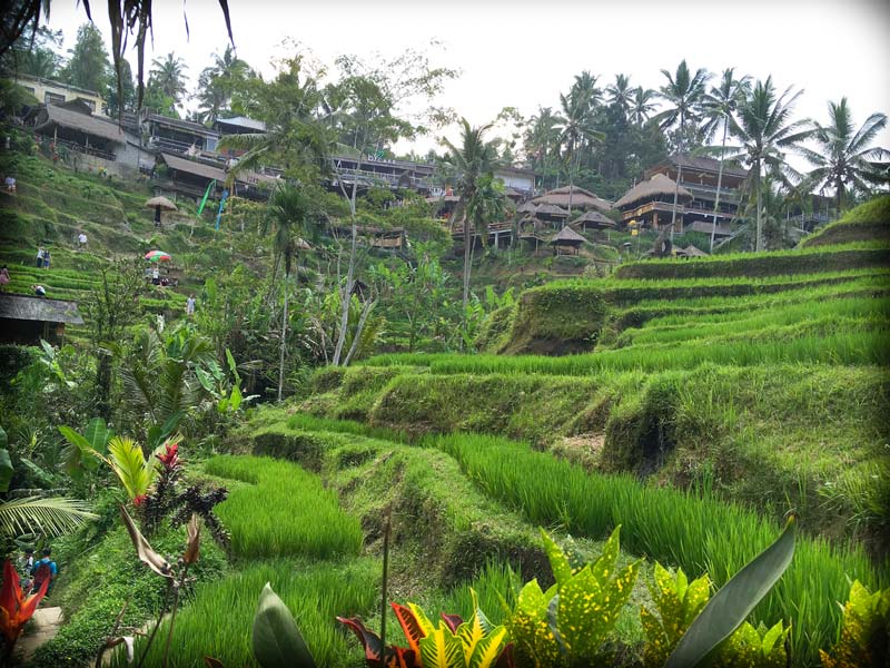 Rice terraces at Tegalalang Rice Terraces in Bali, Indonesia, one of the spots in a 10 day Bali itinerary