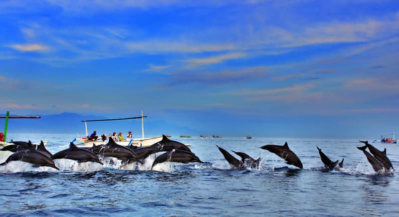 Bali Dolphin Watching Tour