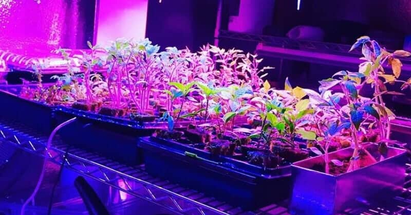 Using Artificial Grow Lights For Indoor Plants How To Get Using Artificial Grow Lights For Indoor Plants How To Get