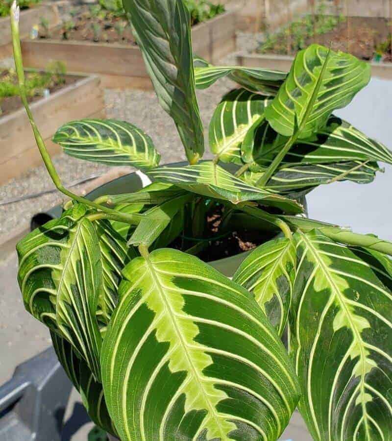 prayer plant care prayer plant care