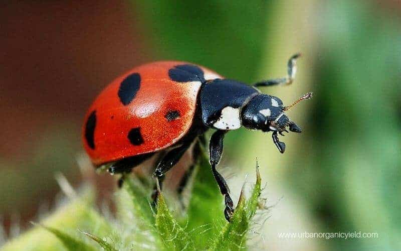 Asian Beetles Asian Beetles