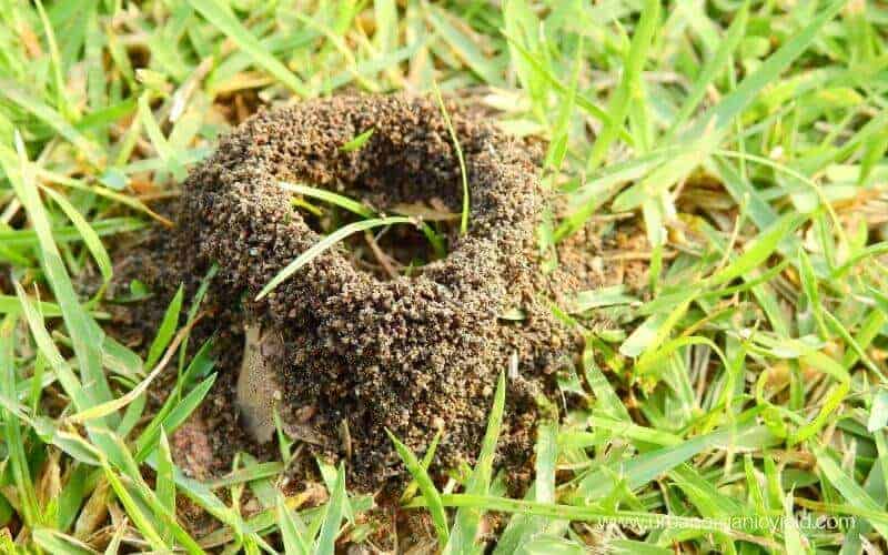 Damaging And Potentially Painful Ant Problems Damaging And Potentially Painful Ant Problems