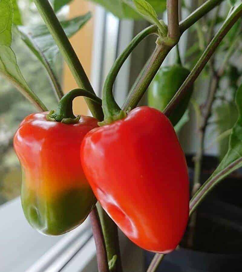 Growing Peppers In Containers How To Grow Peppers