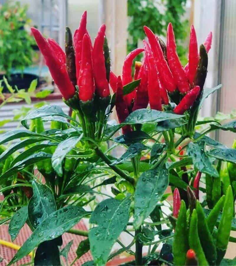 Thai Peppers Thai Peppers