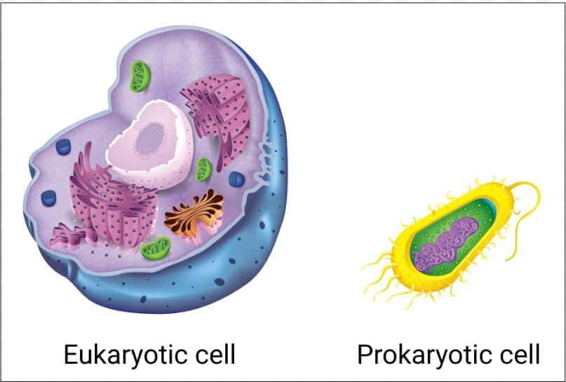 Comparison of a eukaryotic cell and a prokaryotic cell. The germ that causes strep throat is a bacteria with a prokaryotic cell