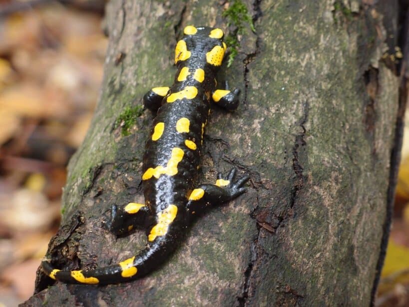 größte höhle der welt vietnam "Salamander Vietnam"