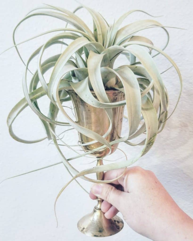 air plant in the small shop top ten gifts for moms