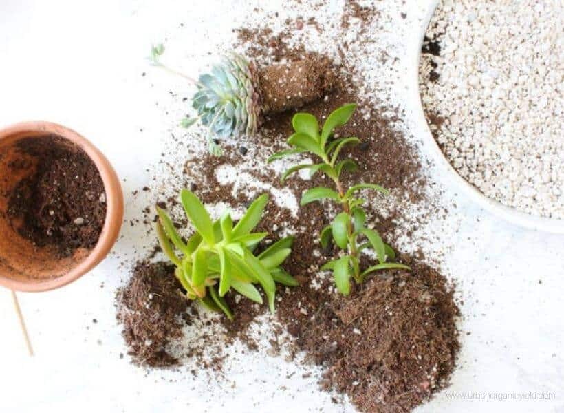 Use Well Draining Soil For Succulent Container Gardens Use Well Draining Soil For Succulent Container Gardens