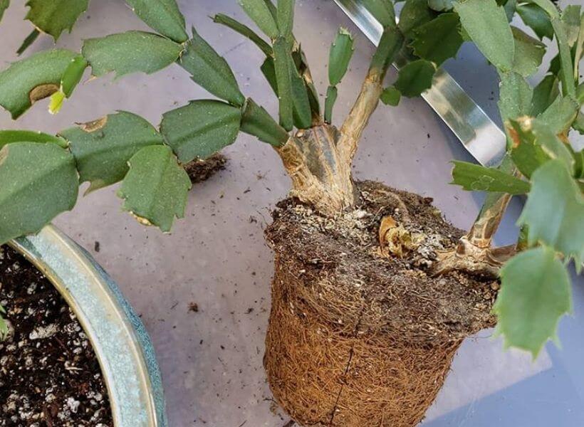 Repotting Christmas Cactus When &amp; How To Transplant