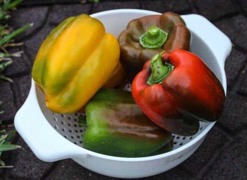 Harvesting bell Peppers Harvesting bell Peppers