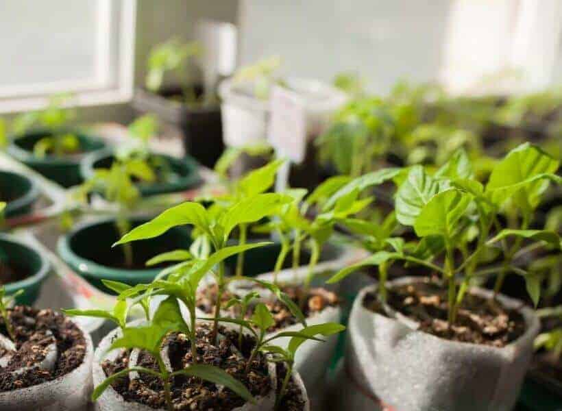 How Long Does It Take To Grow Bell Peppers How Long Does It Take To Grow Bell Peppers