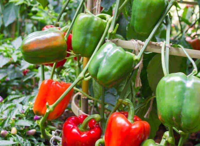 How Many Bell Peppers Does One Plant Produce How Many Bell Peppers Does One Plant Produce