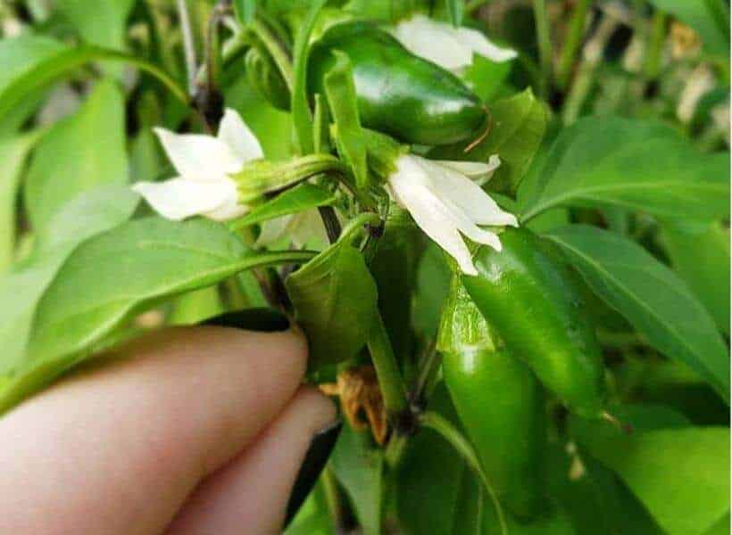 Pollination Pollination