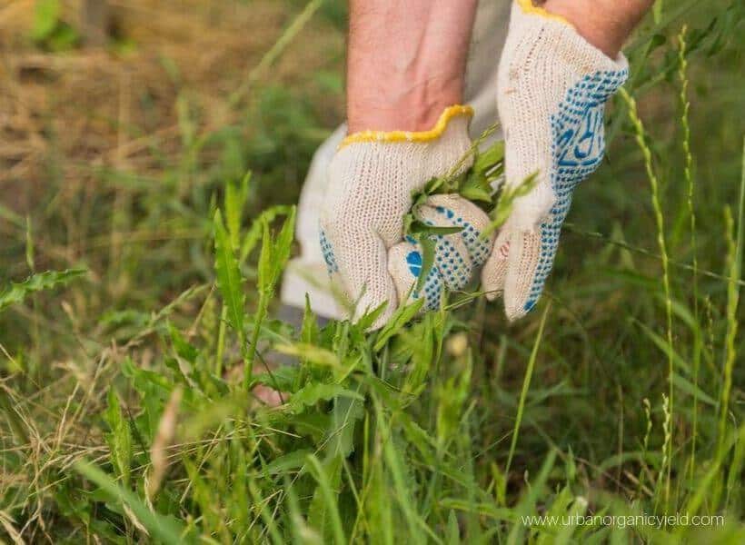 Remove the grass Remove the grass