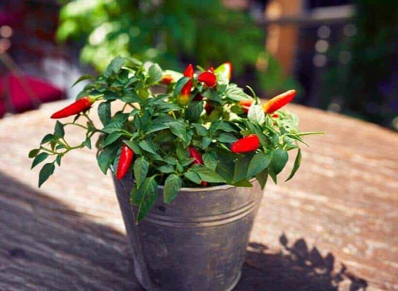 Where Should I Place Container Grown Peppers Where Should I Place Container Grown Peppers