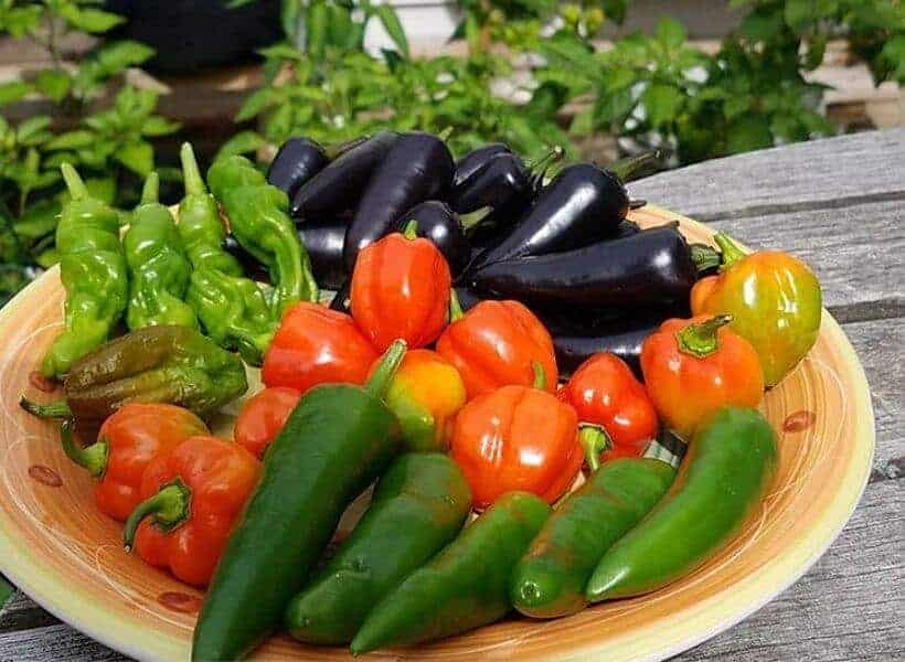 types Of Peppers Plants For Growing In Containers types Of Peppers Plants For Growing In Containers